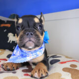 Georgia French Bulldog 03