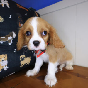 Guinness Cavalier King Charles Spaniel 01 Guinness Cavalier King Charles Spaniel 01