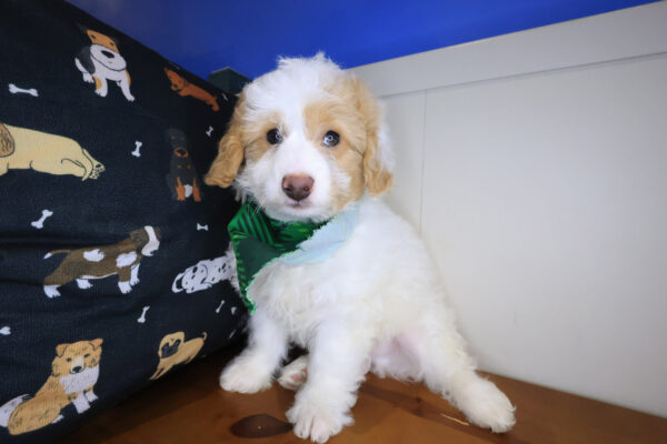 Hawthorne Goldendoodle 01