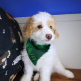 Hawthorne Goldendoodle 02