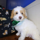 Hawthorne Goldendoodle 04