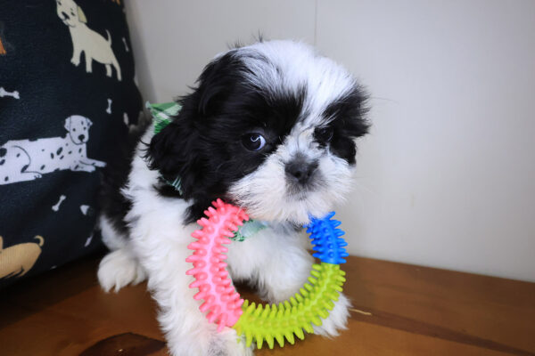 Hawthorne Shih Tzu 01
