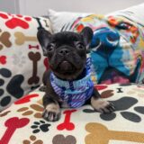 Hickory French Bulldog 01