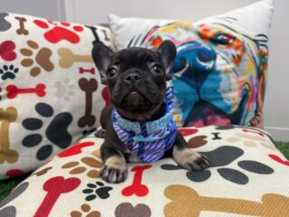 Hickory French Bulldog 01