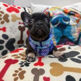 Hickory French Bulldog 02