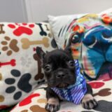 Hickory French Bulldog 03