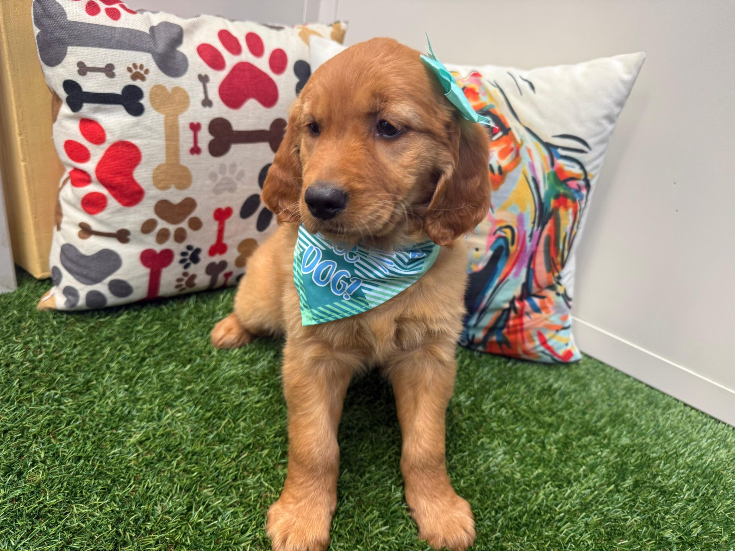 Ice Golden Retriever 01