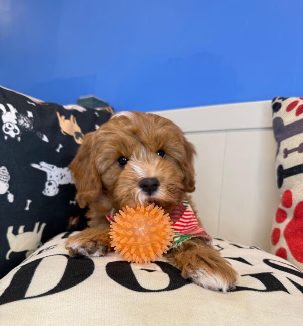 Inferno Cavapoo 01