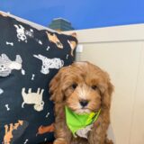 Inferno Cavapoo 04