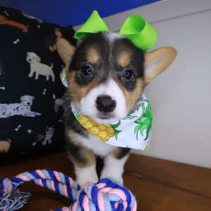 Isabelle Pembroke Welsh Corgi 01 Isabelle Pembroke Welsh Corgi 01