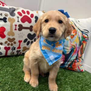 Jackson Golden Retriever 01 Jackson Golden Retriever 01