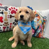 Jackson Golden Retriever 02