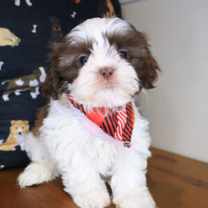 Jagger Shih Tzu 01 Jagger Shih Tzu 01