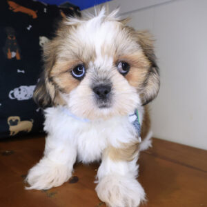 Jax Shih Tzu 01