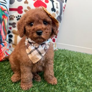 Jazz Goldendoodle 01 Jazz Goldendoodle 01