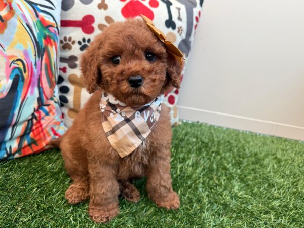 Jazz Goldendoodle 01