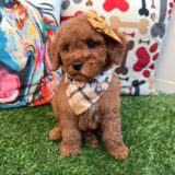 Jazz Goldendoodle 02