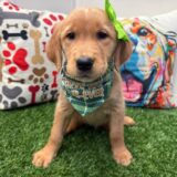 Jenna Golden Retriever 02