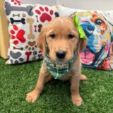 Jenna Golden Retriever 03