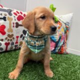 Jenna Golden Retriever 04