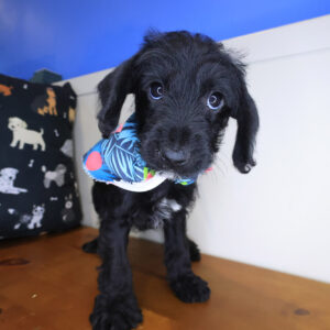 Jesse Doxiepoo 01 Jesse Doxiepoo 01