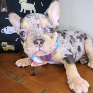 Jigsaw French Bulldog 01 Jigsaw French Bulldog 01