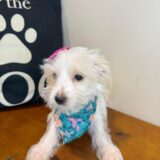Jovie Maltipoo 02