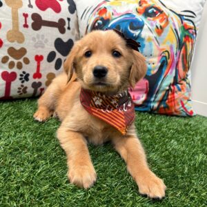 Jules Golden Retriever 01 Jules Golden Retriever 01