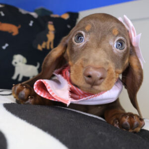 Kimber Dachshund 01 Kimber Dachshund 01