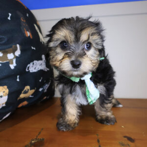 Knight Yorkiepoo 01 Knight Yorkiepoo 01