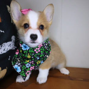 Koko Pembroke Welsh Corgi 01 Koko Pembroke Welsh Corgi 01