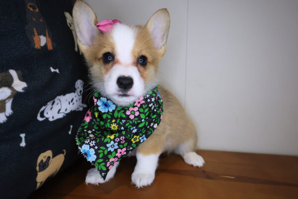 Koko Pembroke Welsh Corgi 01