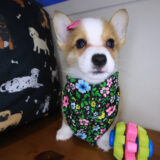 Koko Pembroke Welsh Corgi 02