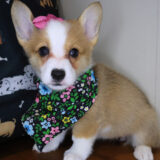 Koko Pembroke Welsh Corgi 03