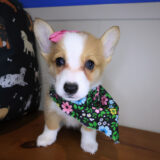 Koko Pembroke Welsh Corgi 04