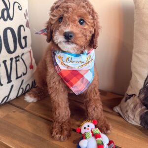 Littlefoot Cavapoo 01 Littlefoot Cavapoo 01