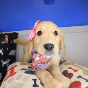 Mara Golden Retriever 01 Mara Golden Retriever 01