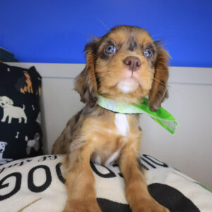 Marco Cavalier King Charles Spaniel 01 Marco Cavalier King Charles Spaniel 01