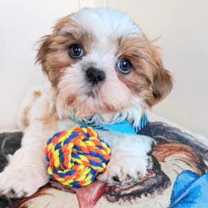 Max Shih Tzu 01 Max Shih Tzu 01