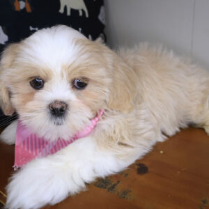 Merida Shihpoo 01 Merida Shihpoo 01