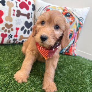 Mr. Fluff Goldendoodle 01 Mr. Fluff Goldendoodle 01