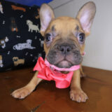Myrtle French Bulldog 01