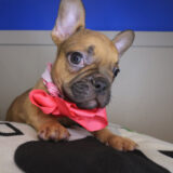 Myrtle French Bulldog 03