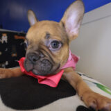 Myrtle French Bulldog 04