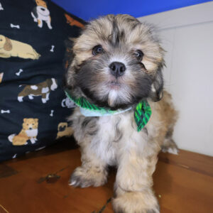 Orion Malshi 01 Orion Malshi 01