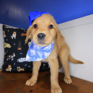 Peppermint Golden Retriever 01 Peppermint Golden Retriever 01