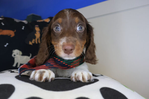 Persimmon Dachshund 01