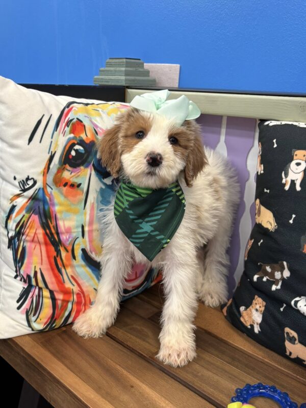 Petal Goldendoodle 01