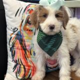 Petal Goldendoodle 02