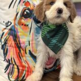 Petal Goldendoodle 04